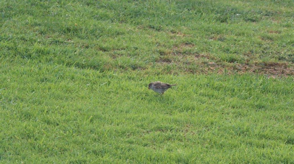 A bird in the grass

Description automatically generated