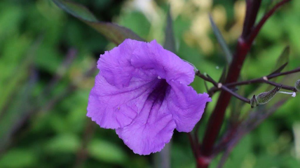 A purple flower with green leaves

Description automatically generated