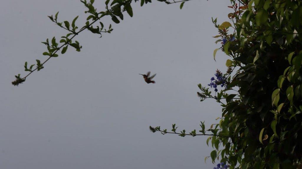 A hummingbird flying in the sky

Description automatically generated