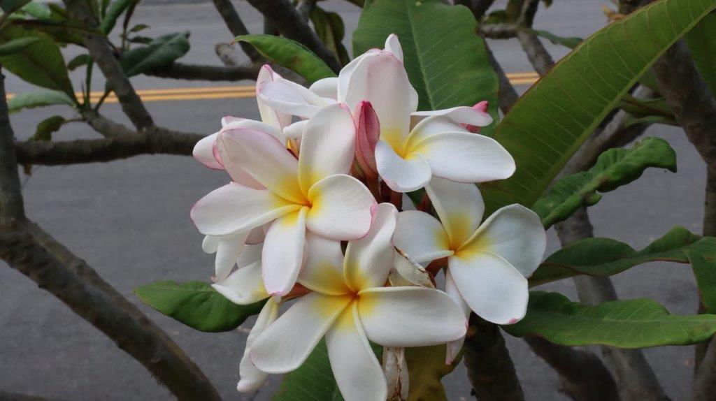 A group of white flowers

Description automatically generated