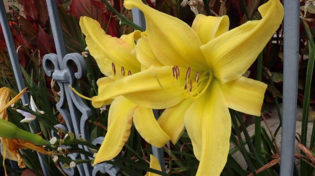 A yellow flower on a metal fence

Description automatically generated