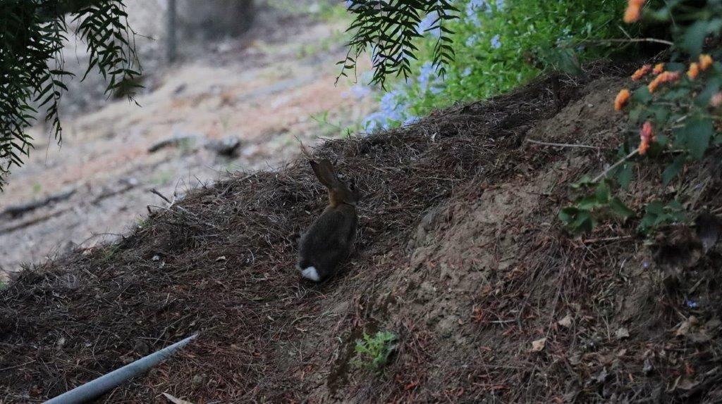 A rabbit on a hill

Description automatically generated