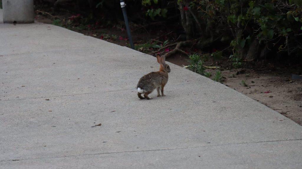 A rabbit on a sidewalk

Description automatically generated