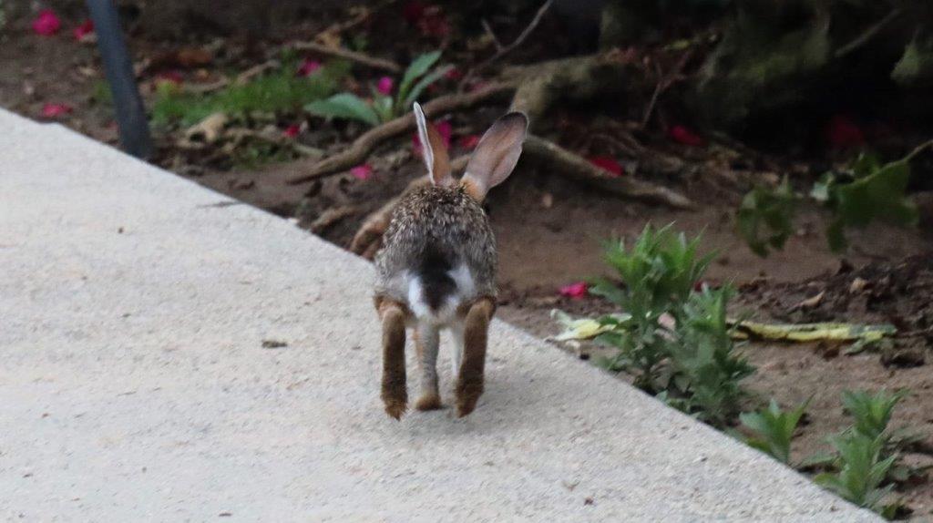 A rabbit running on a sidewalk

Description automatically generated