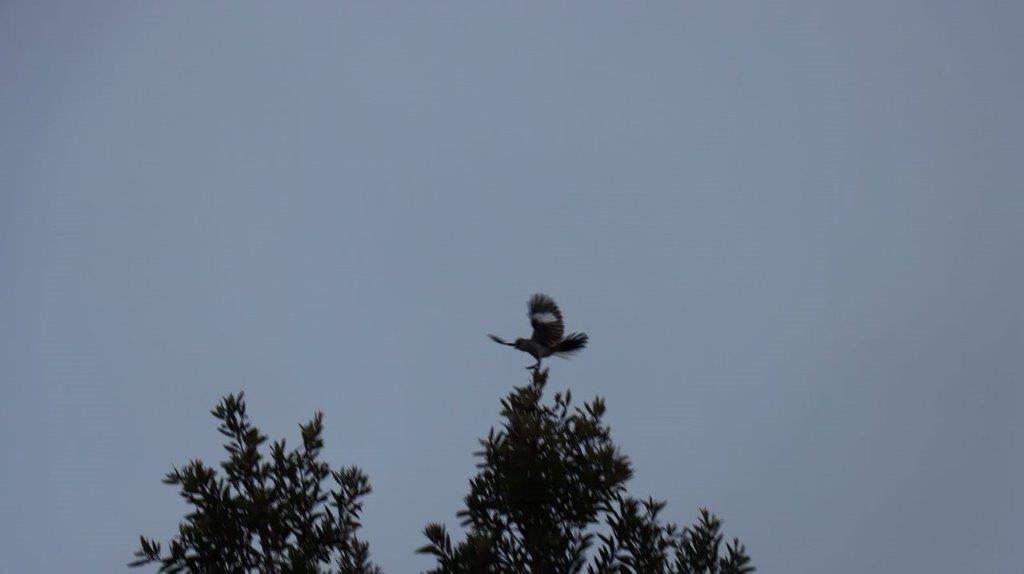 A bird flying on top of a tree

Description automatically generated