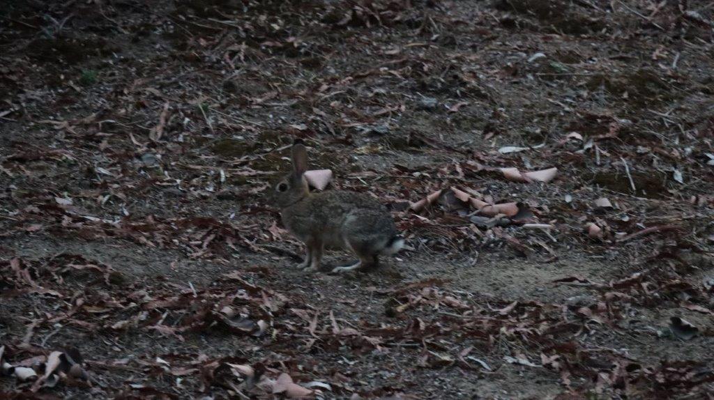 A rabbit standing on the ground

Description automatically generated