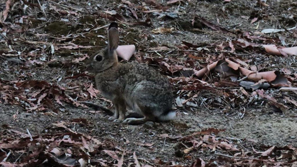 A rabbit sitting on the ground

Description automatically generated