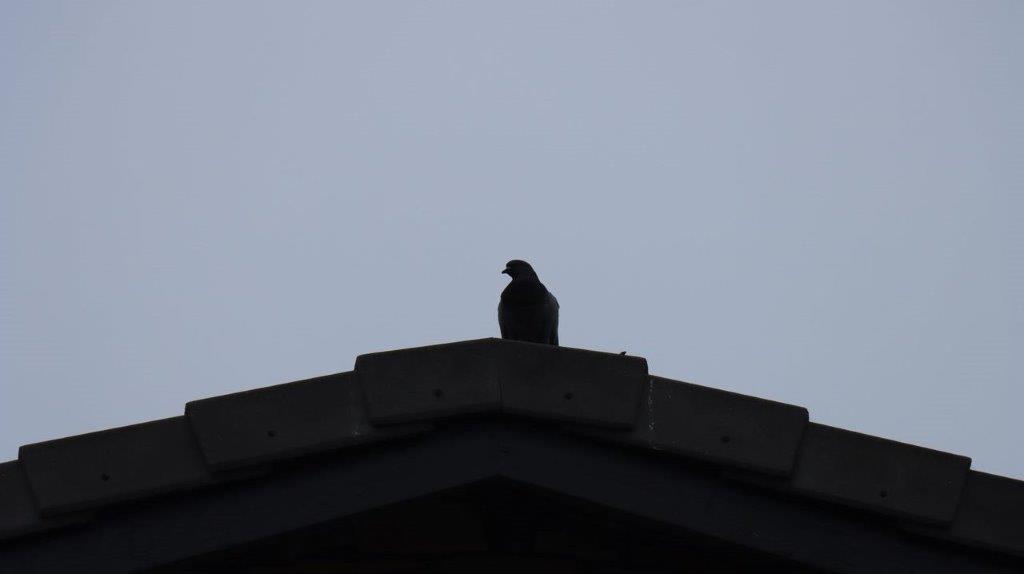 A bird on top of a roof

Description automatically generated