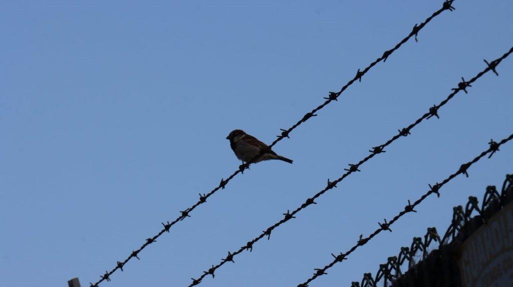 A bird perched on a barbed wire fence

Description automatically generated