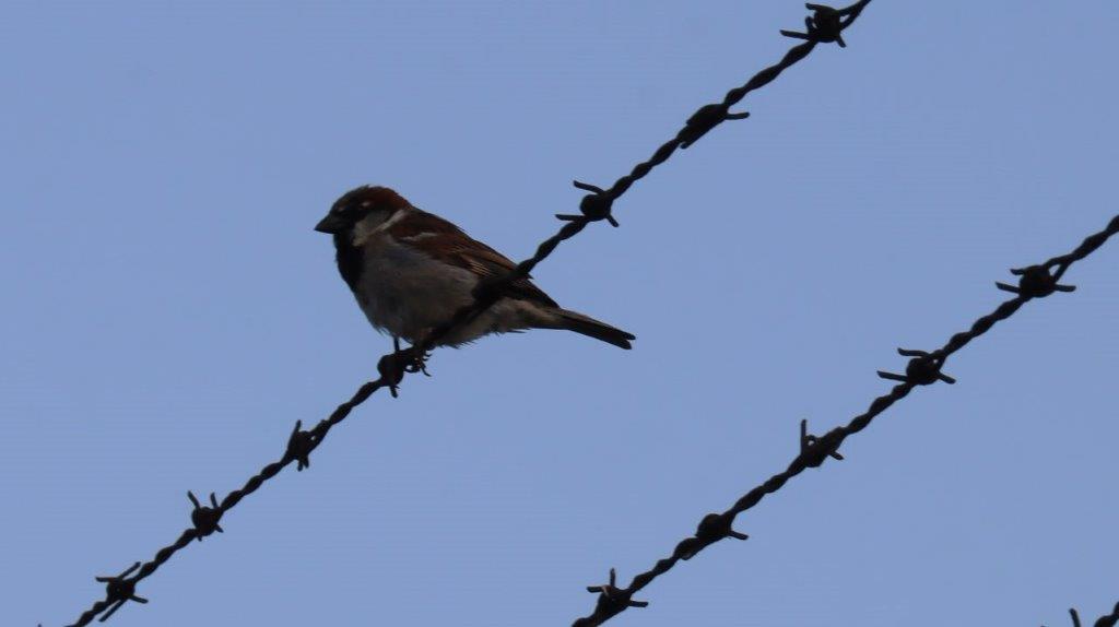 A bird perched on a barbed wire

Description automatically generated