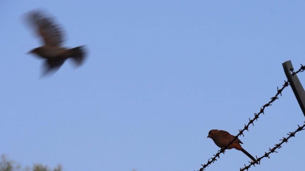 Birds flying over a barbed wire

Description automatically generated