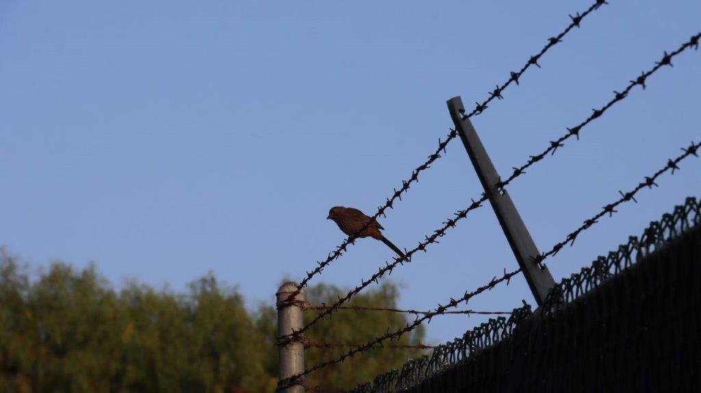 A bird perched on a barbed wire fence

Description automatically generated