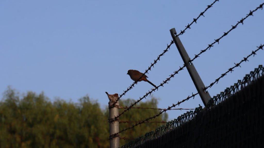 A bird perched on a barbed wire fence

Description automatically generated