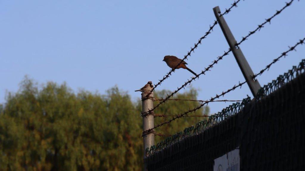 A bird perched on a barbed wire fence

Description automatically generated