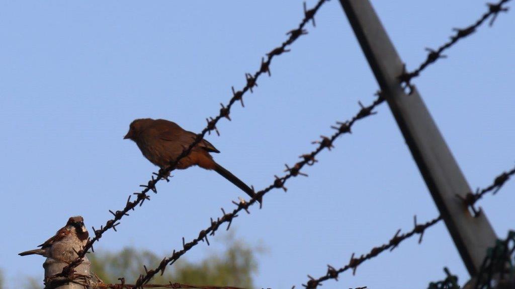 A bird perched on a barbed wire fence

Description automatically generated