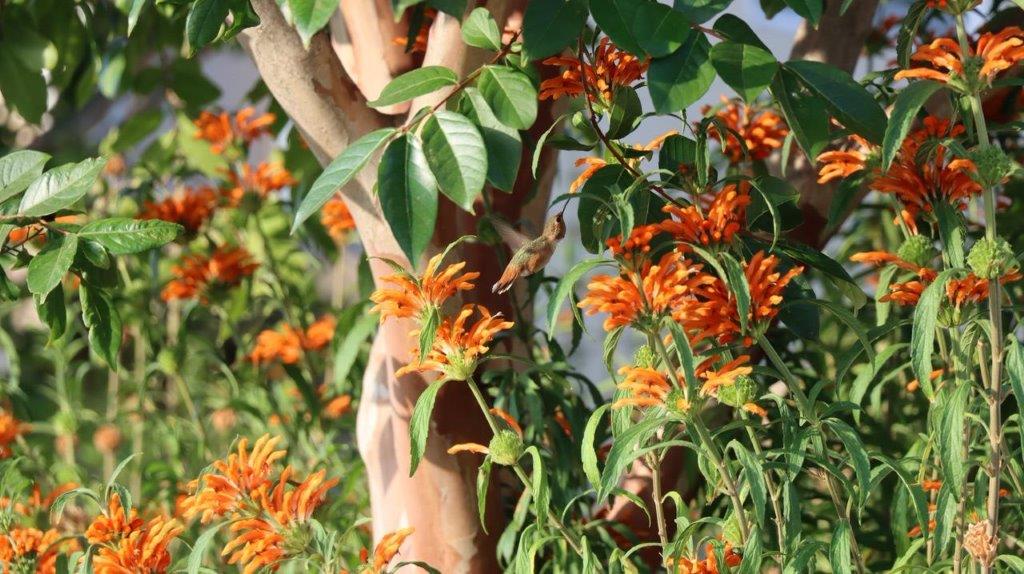 A bird flying over orange flowers

Description automatically generated