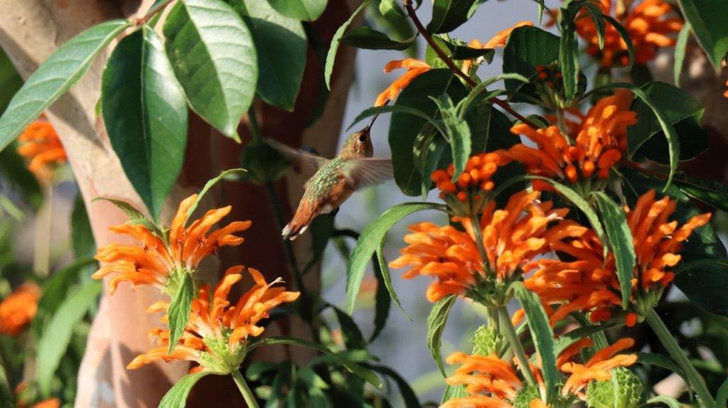 A hummingbird flying near orange flowers

Description automatically generated