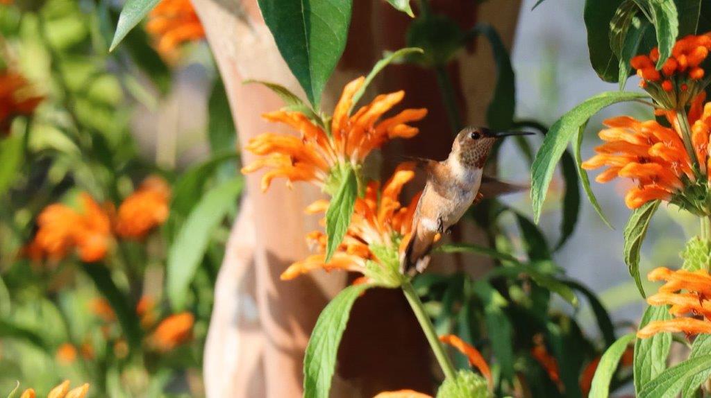 A hummingbird on a flower

Description automatically generated