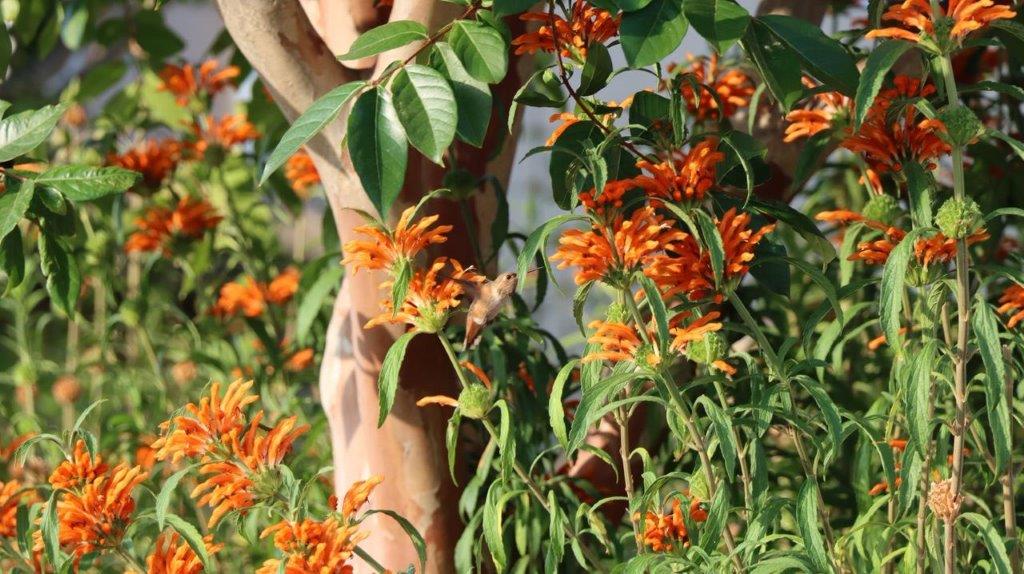 A close up of orange flowers

Description automatically generated