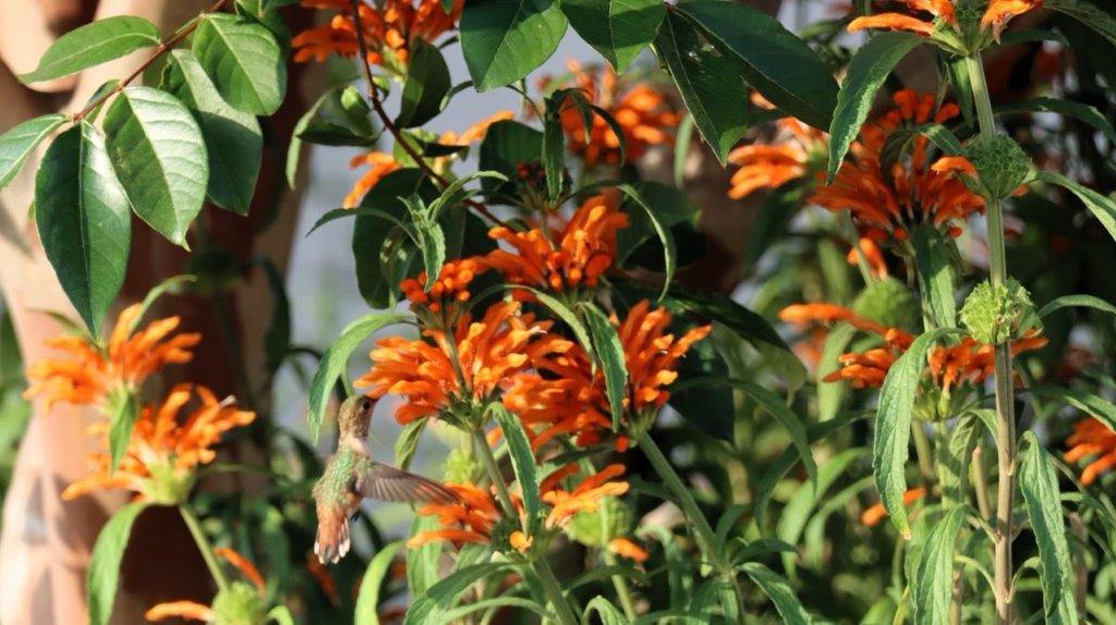 A hummingbird flying near orange flowers

Description automatically generated