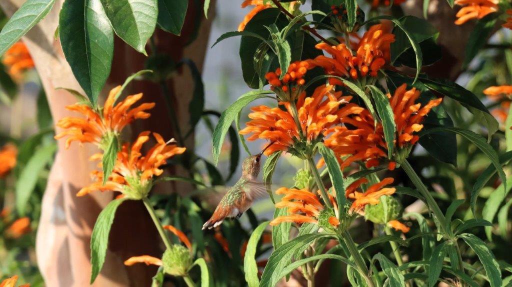 A hummingbird flying over orange flowers

Description automatically generated