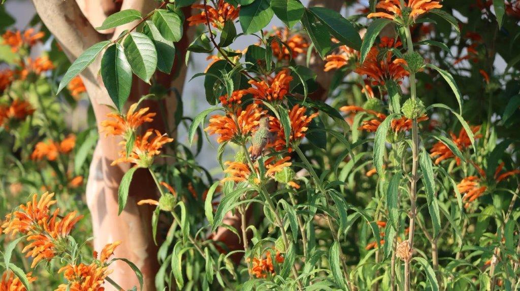 A close-up of orange flowers

Description automatically generated