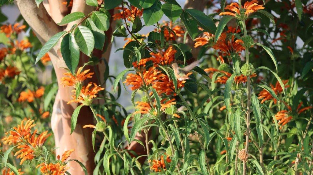 A close-up of orange flowers

Description automatically generated