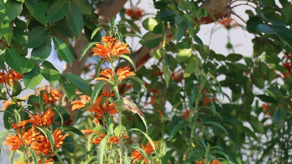 A close-up of orange flowers

Description automatically generated