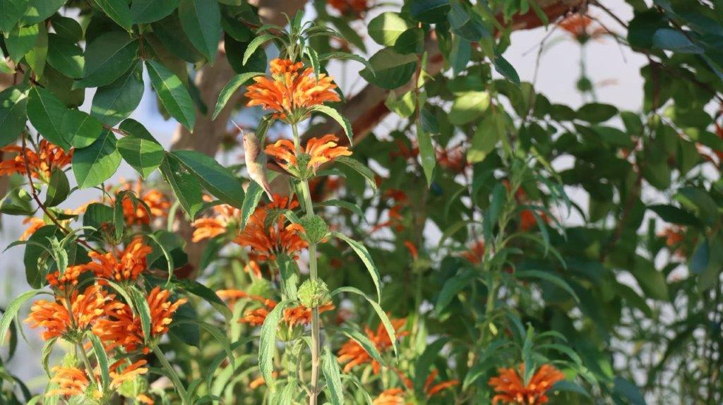 A close-up of orange flowers

Description automatically generated