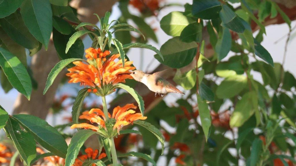 A bird next to a flower

Description automatically generated