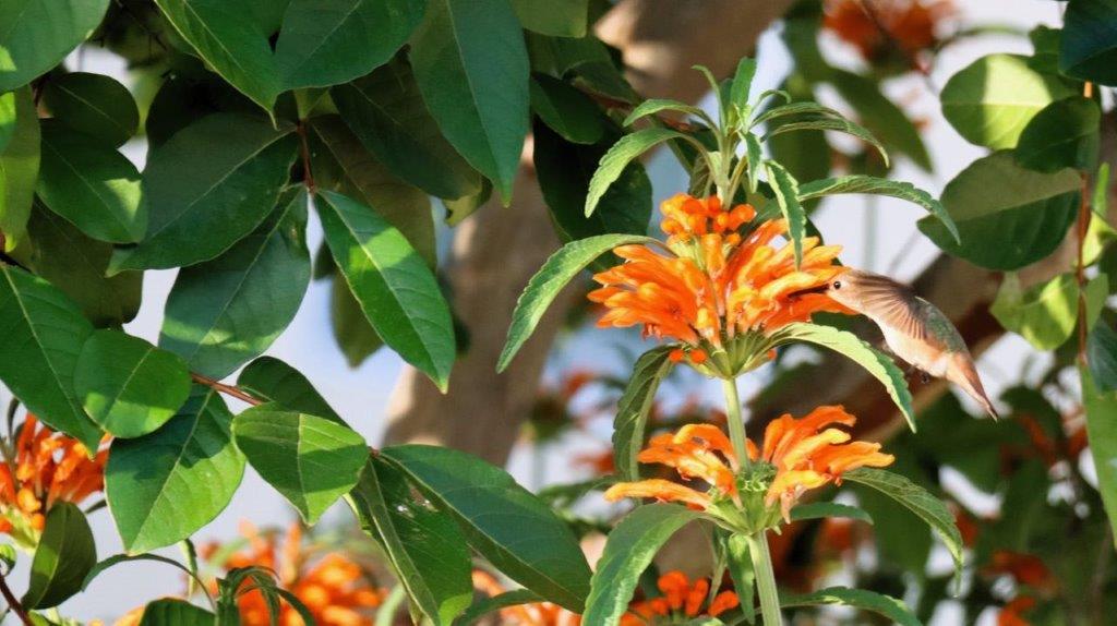 Close-up of a plant with orange flowers

Description automatically generated