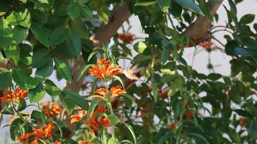 A close-up of a tree with orange flowers

Description automatically generated