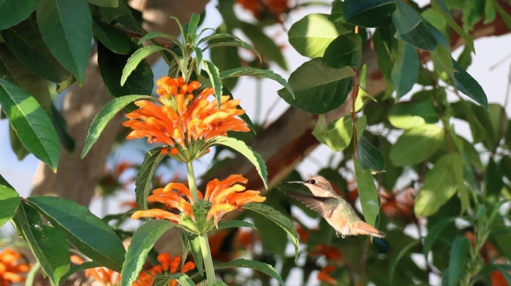 A hummingbird flying near orange flowers

Description automatically generated