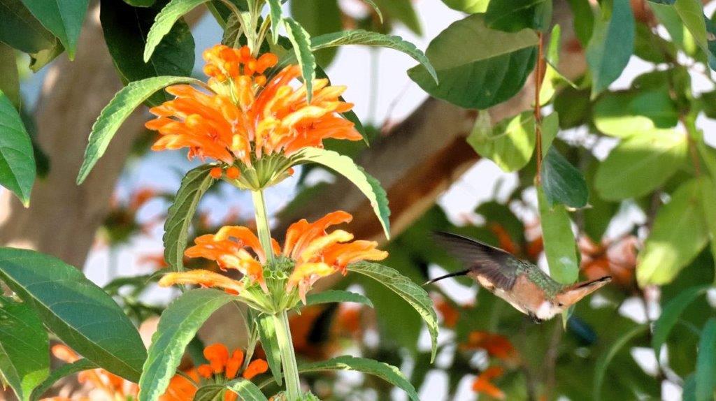 A hummingbird flying over a flower

Description automatically generated