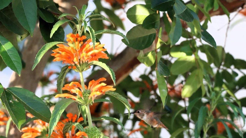 A hummingbird flying near orange flowers

Description automatically generated