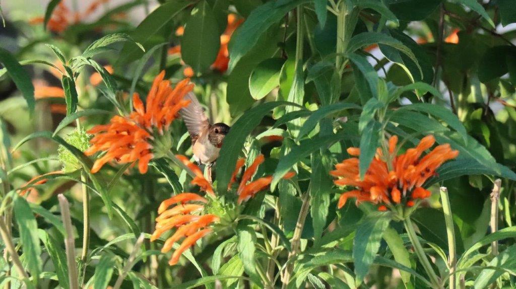 A bird on a flower

Description automatically generated