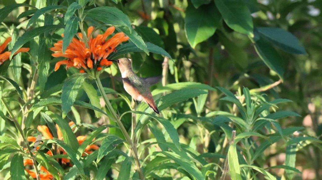 A bird on a plant

Description automatically generated