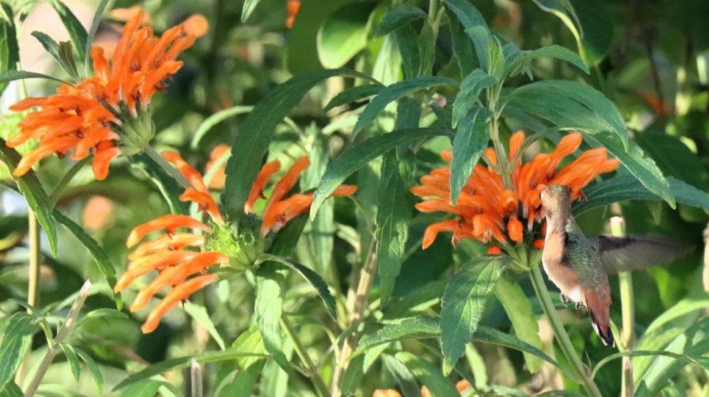 A close-up of a bee on a flower

Description automatically generated