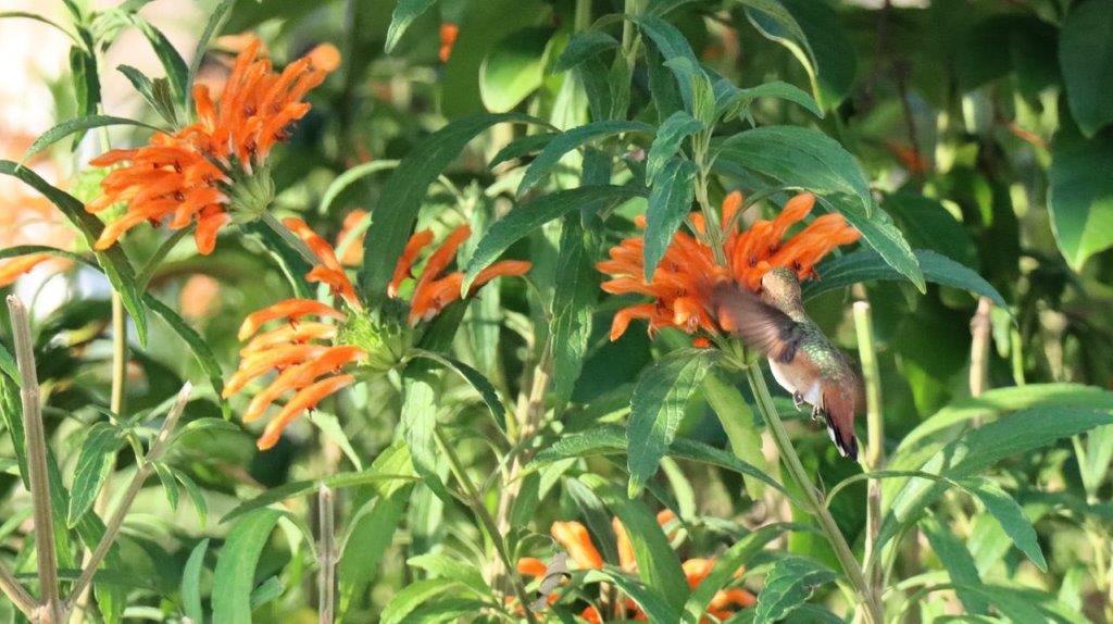 A hummingbird on a flower

Description automatically generated