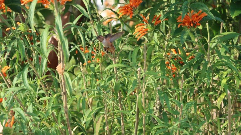 A hummingbird on a plant

Description automatically generated