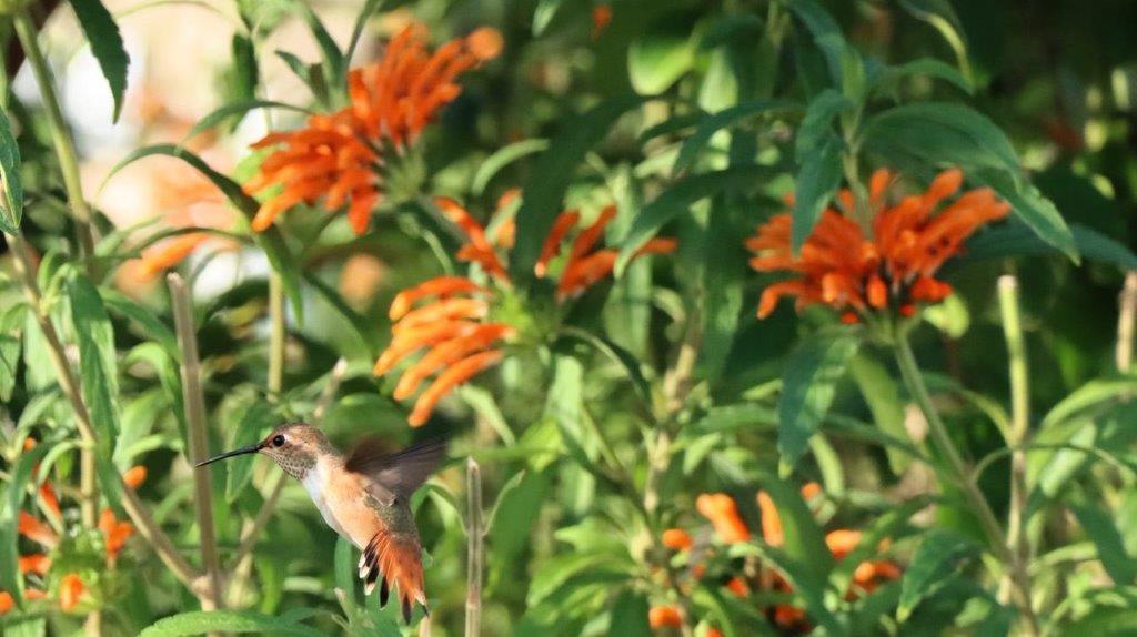 A hummingbird flying near orange flowers

Description automatically generated