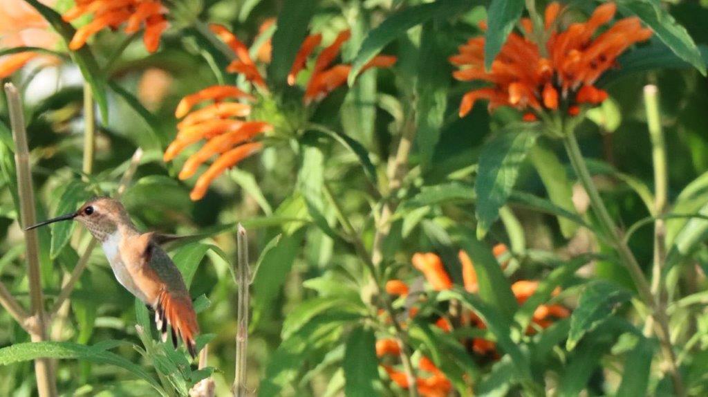 A bird sitting on a branch with orange flowers

Description automatically generated