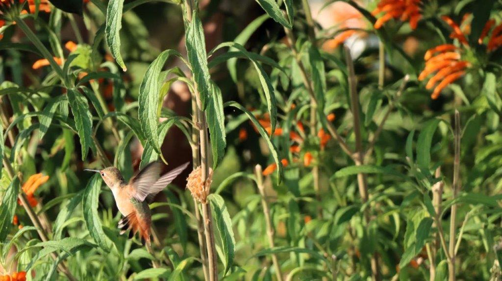 A bird flying near a plant

Description automatically generated