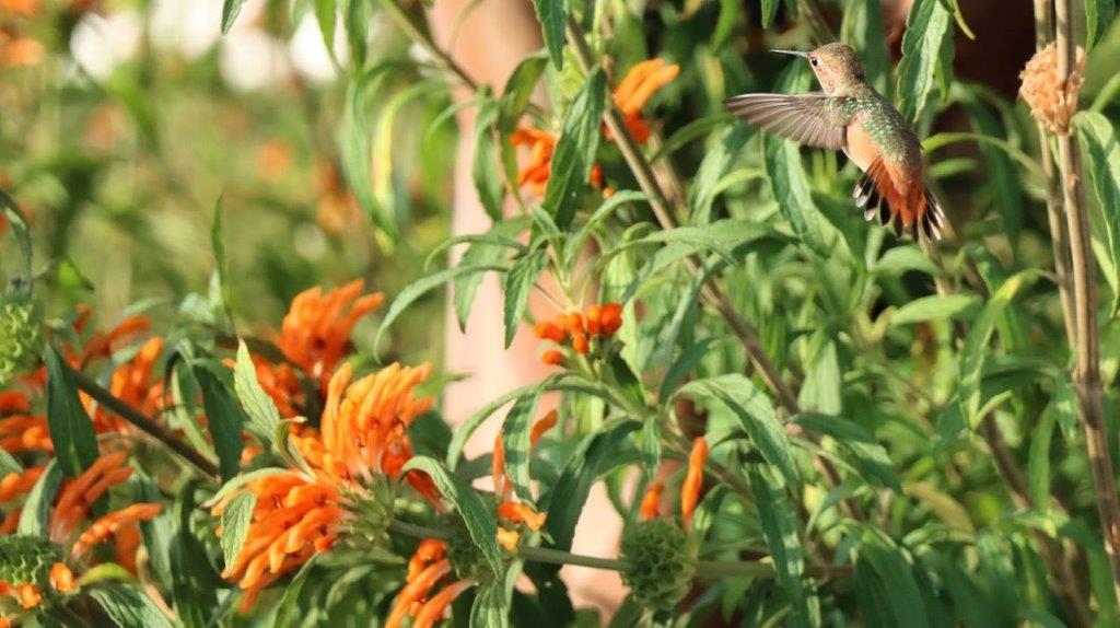 A hummingbird flying over a plant

Description automatically generated