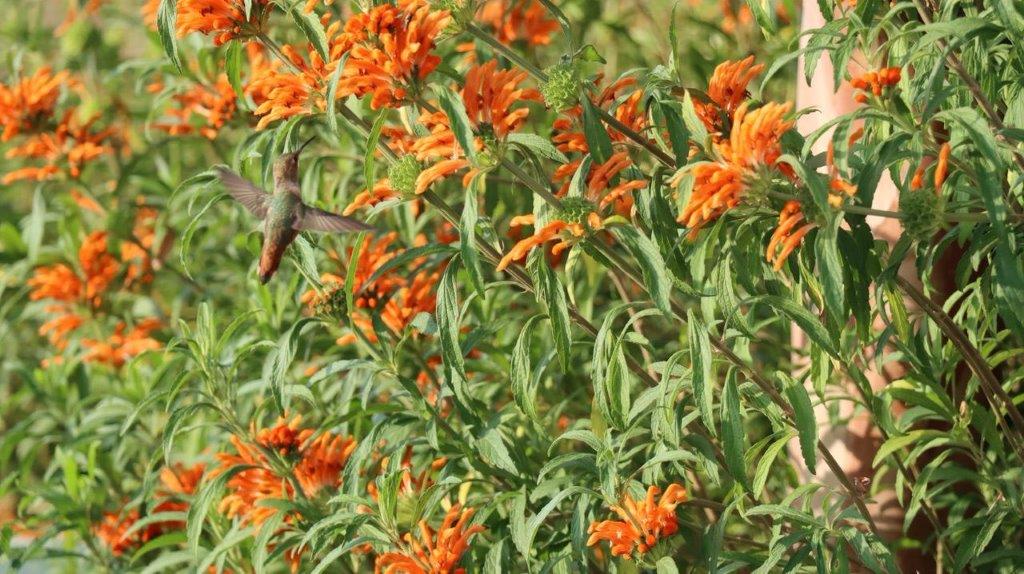 A hummingbird flying over orange flowers

Description automatically generated