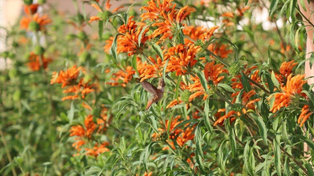 A hummingbird flying over orange flowers

Description automatically generated