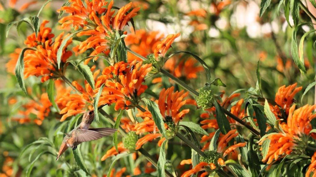 A bird flying over orange flowers

Description automatically generated