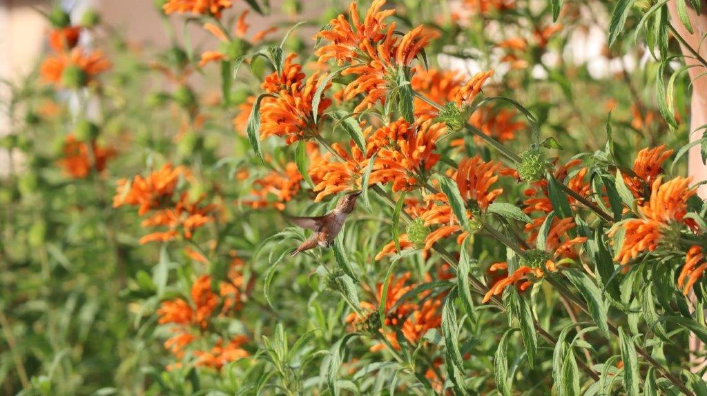 A bird flying over orange flowers

Description automatically generated