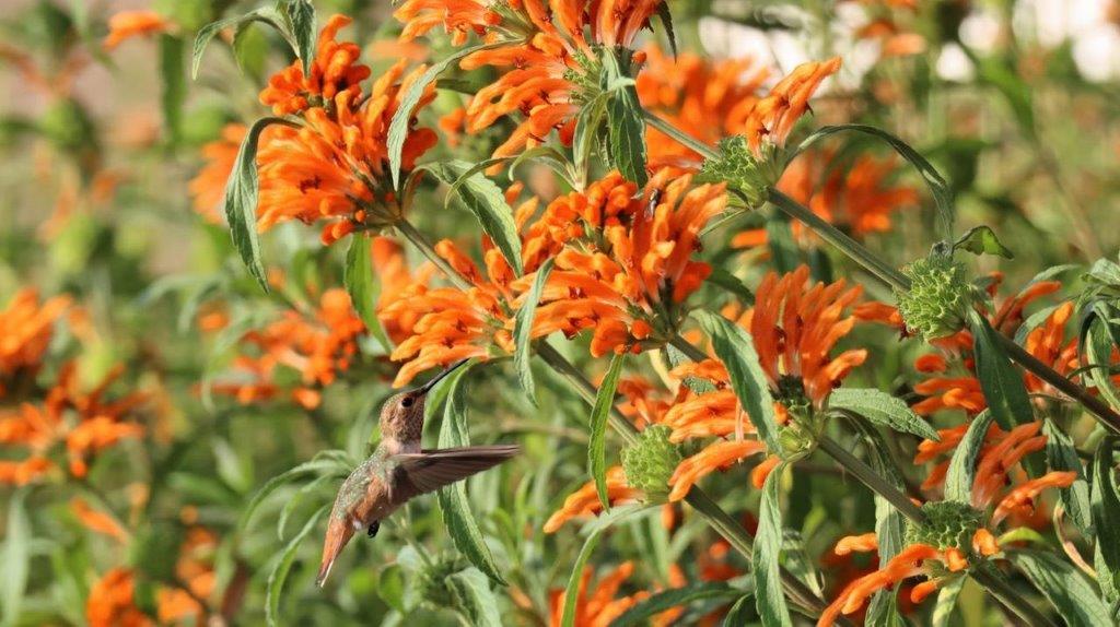 A hummingbird flying near orange flowers

Description automatically generated