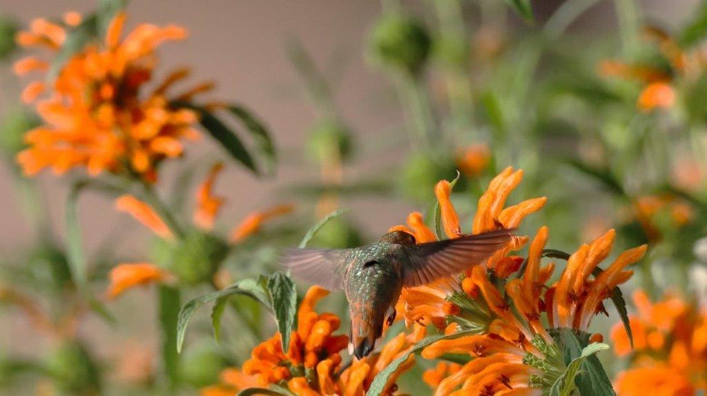 A hummingbird flying over a flower

Description automatically generated